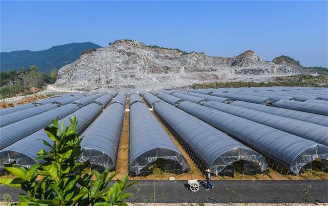 富陽區淥渚鎮大棚種植基地
